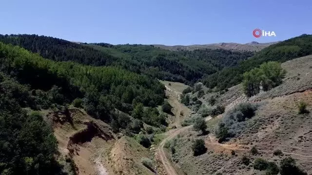 Kelebek gözlemcisi ve fotoğraf sanatçısı Yalçın: Gümüşhane'de kelebek popülasyonu yok oluşun eşiğinde