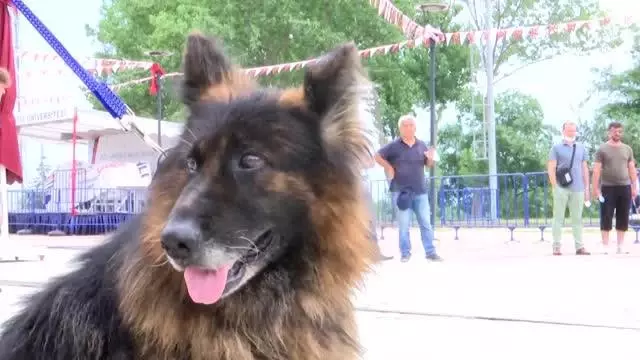 Köpek Eğitmenliği Eğitimi Sertifika Kursu düzenlendi