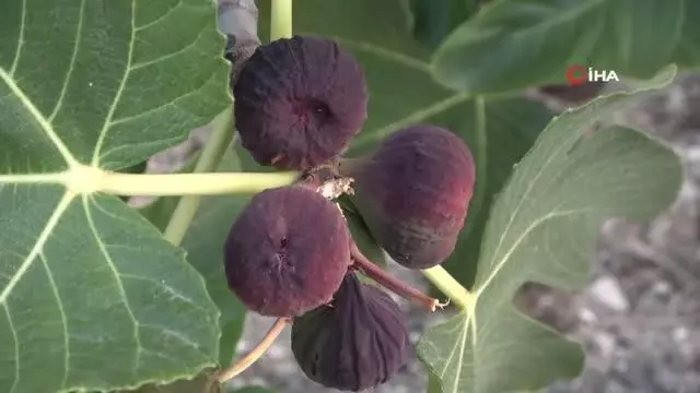Kraliyet meyvesi Avrupa'ya gitmeye hazırlanırken dökülmeye başladı