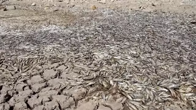 Son dakika haberi | Kuraklık May Barajı'nda balık ölümlerine neden oldu