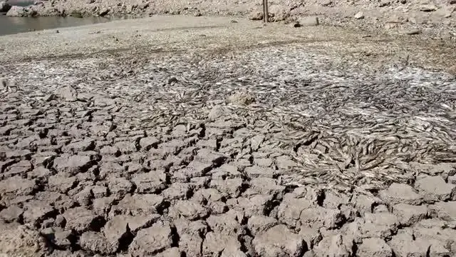 Son dakika haberi | Kuraklık May Barajı'nda balık ölümlerine neden oldu