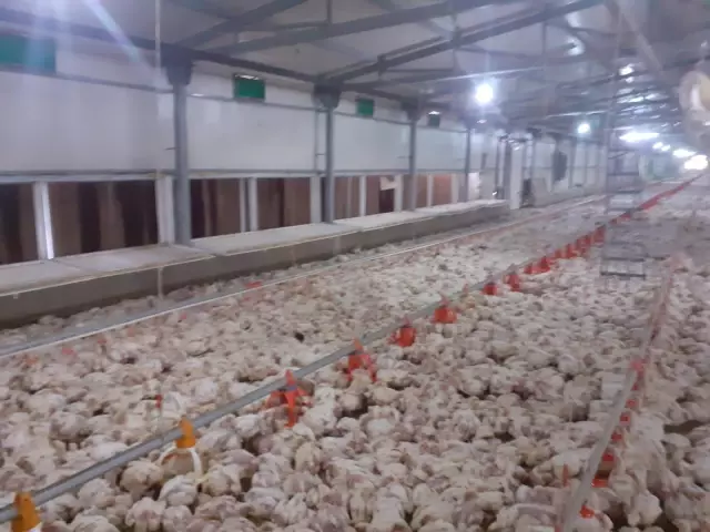 Jeneratörü bozulan çiftlikteki 35 bin tavuk telef oldu