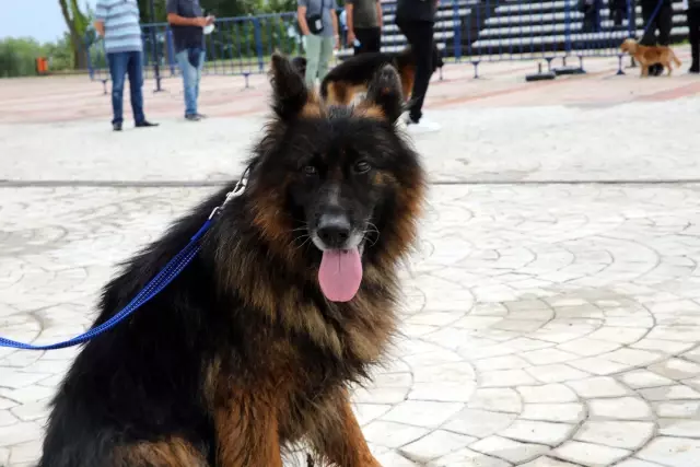 Köpek Eğitmenliği Eğitimi Sertifika Kursu düzenlendi