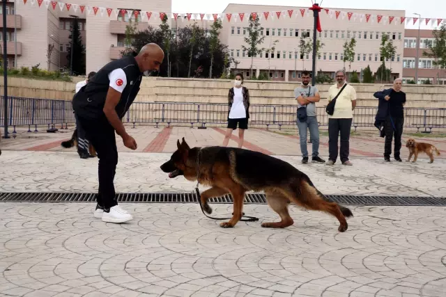 Köpek Eğitmenliği Eğitimi Sertifika Kursu düzenlendi