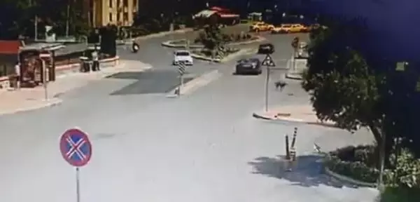 SARIYER'DE YOLDA YATAN KÖPEĞİ EZİP, YOLUNA DEVAM ETTİ