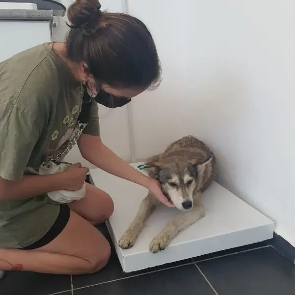 SARIYER'DE YOLDA YATAN KÖPEĞİ EZİP, YOLUNA DEVAM ETTİ
