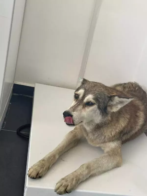 SARIYER'DE YOLDA YATAN KÖPEĞİ EZİP, YOLUNA DEVAM ETTİ