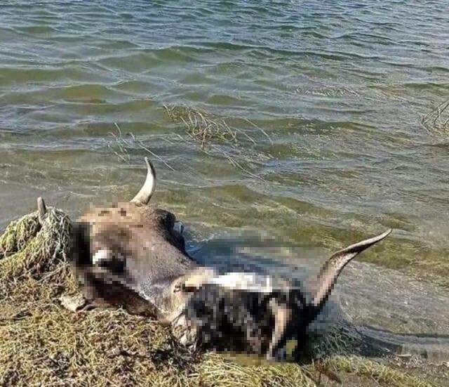 Skandal görüntüler! Kestikleri kurbanların kellerini baraj gölüne atmışlar