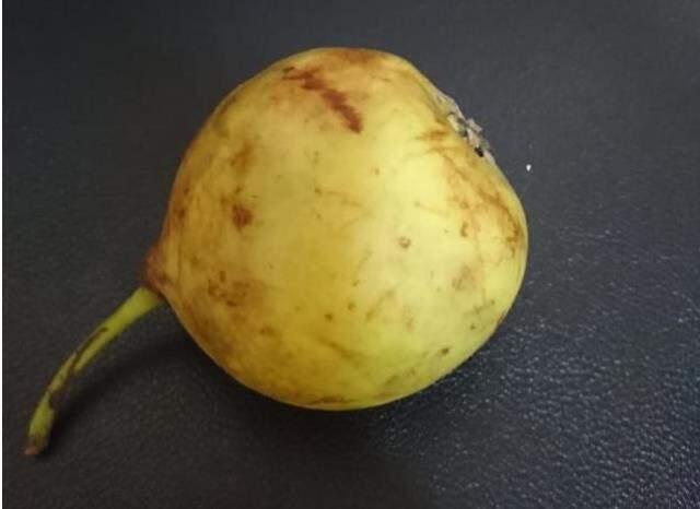 Yemek için aldığı armudun üzerinde oldukça nadir görülen Udumbara çiçeğine rastladı Yemek için aldığı armudun üzerinde oldukça nadir görülen Udumbara çiçeğine rastladı