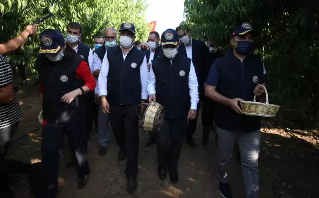 AK Parti'li Turan, Bayramiç Beyazı hasat etkinliğine katıldı