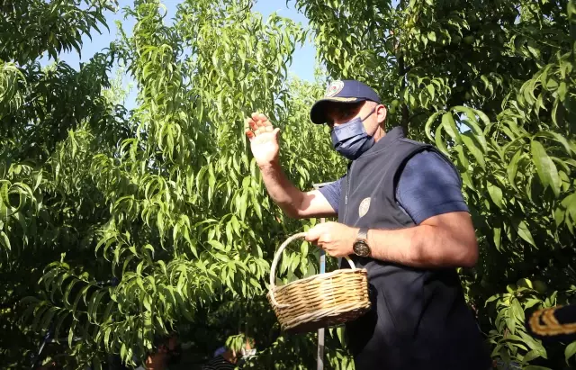 AK Parti'li Turan, Bayramiç Beyazı hasat etkinliğine katıldı