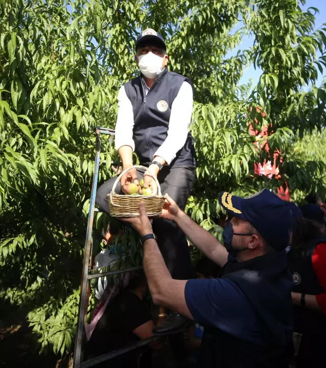 AK Parti'li Turan, Bayramiç Beyazı hasat etkinliğine katıldı