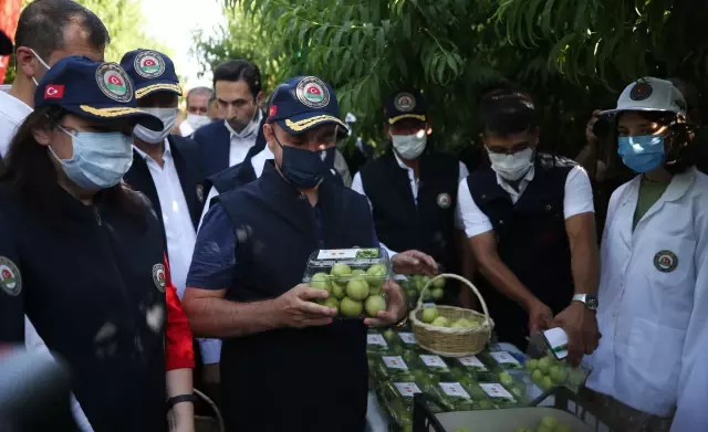AK Parti'li Turan, Bayramiç Beyazı hasat etkinliğine katıldı