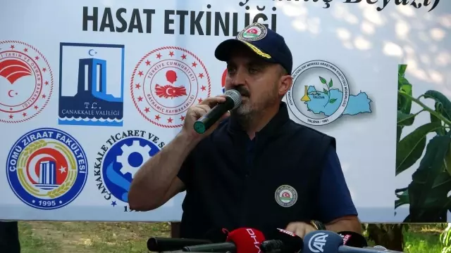 ÇANAKKALE - AK Parti'li Turan, AB coğrafi işaret tescilli Bayramiç beyazı hasadına katıldı