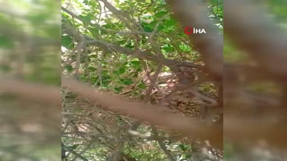 Son dakika haber! Antalya'da şahitlik meselesinde anne ve kızı plaj şemsiye sopasıyla darp edildi