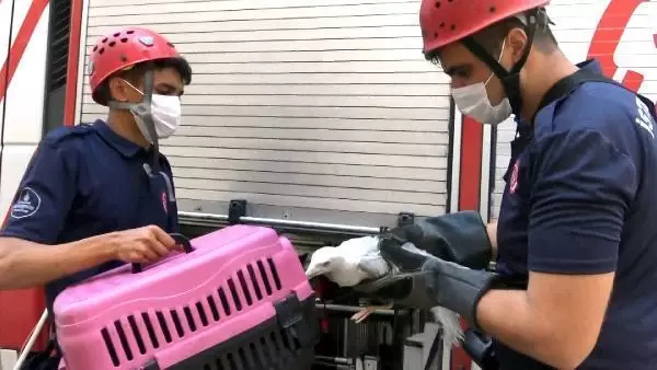 AVCILAR'DA APARTMANIN HAVALANDIRMA BOŞLUĞUNDA MAHSUR KALAN MARTI 6 GÜN SONRA KURTARILDI