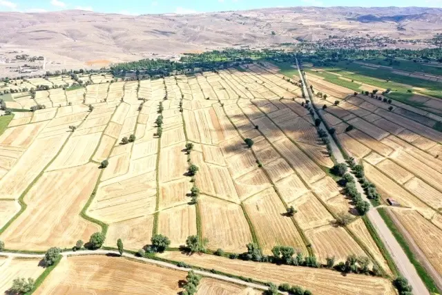 Çolakbayrakdar, Kızık'ta çiftçilerin buğday hasadına katıldı