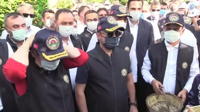 ÇANAKKALE - AK Parti'li Turan, AB coğrafi işaret tescilli Bayramiç beyazı hasadına katıldı