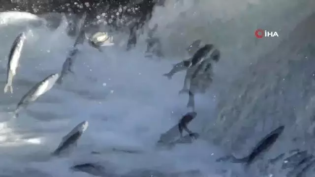 İnci kefalinin 3 aylık muhteşem yolculuğu