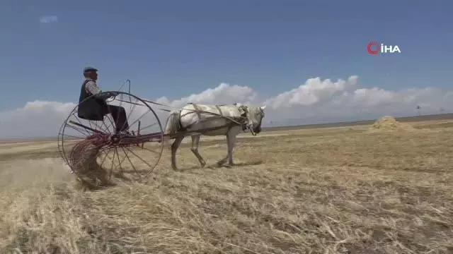 Kuraklığın vurduğu Kars'ta çiftçilerin hasat mesaisi başladı