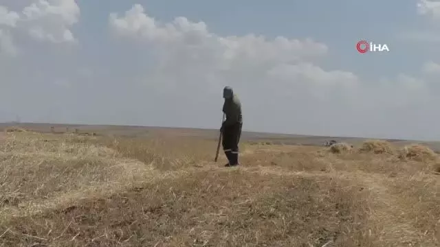 Kuraklığın vurduğu Kars'ta çiftçilerin hasat mesaisi başladı