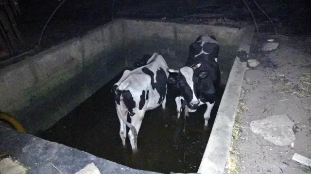Son dakika haberi | Manavgat yangınında içleri yakan görüntü