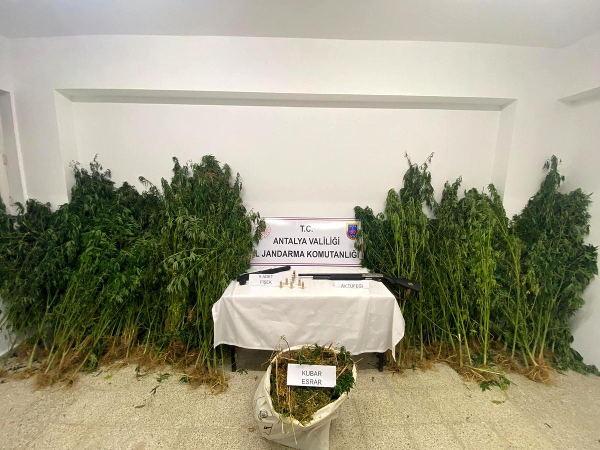 Ormanlık alanda kenevir hasadı yapan 2 kişiye suçüstü