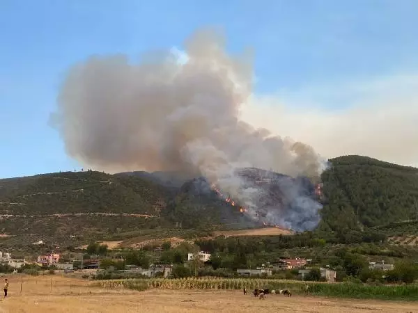 Osmaniye'de orman yangını