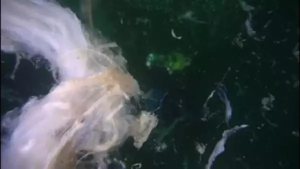 (su altı fotoğraflarıyla) Deniz altındaki müsilaj Marmara ve Kuzey Ege'yi tehdit etmeye devam diyor