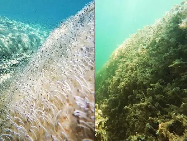 (su altı fotoğraflarıyla) Deniz altındaki müsilaj Marmara ve Kuzey Ege'yi tehdit etmeye devam diyor