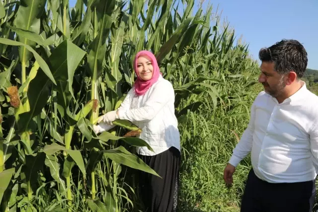 AK Partili Çiğdem Erdoğan Atabek şalvar giyerek sarımsak hasadına katıldı