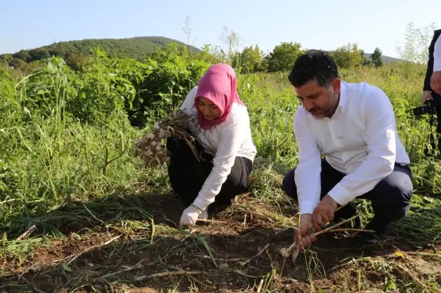 AK Partili Çiğdem Erdoğan Atabek şalvar giyerek sarımsak hasadına katıldı