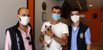 Amasya'da kaybolan kedi Çorum'da bulundu
