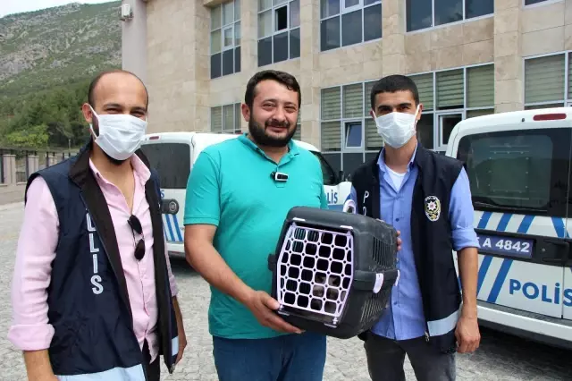 Amasya'da kaybolan kedi Çorum'da bulundu