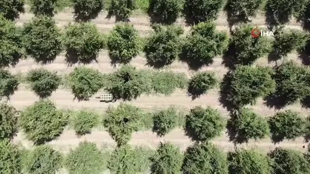 Armut hasadı başladı, çiftçi fiyatlardan memnun