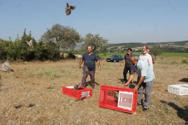Manyas'ta Kınalı keklikler doğaya salındı