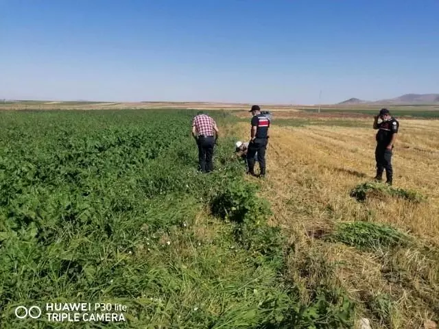 Ekili vaziyette bin 100 kök kenevir ele geçirildi