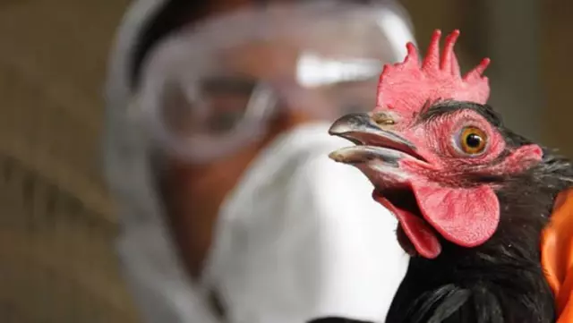 Görüntüler Türkiye'den! Korona ile mücadele sürerken kuş gribi patlak verdi, onlarca hayvan toplandı Görüntüler Türkiye'den! Korona ile mücadele sürerken kuş gribi patlak verdi, onlarca hayvan toplandı