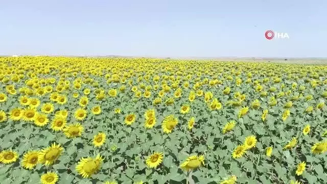 Gündöndüler Tekirdağ'ı sarıya boyadı