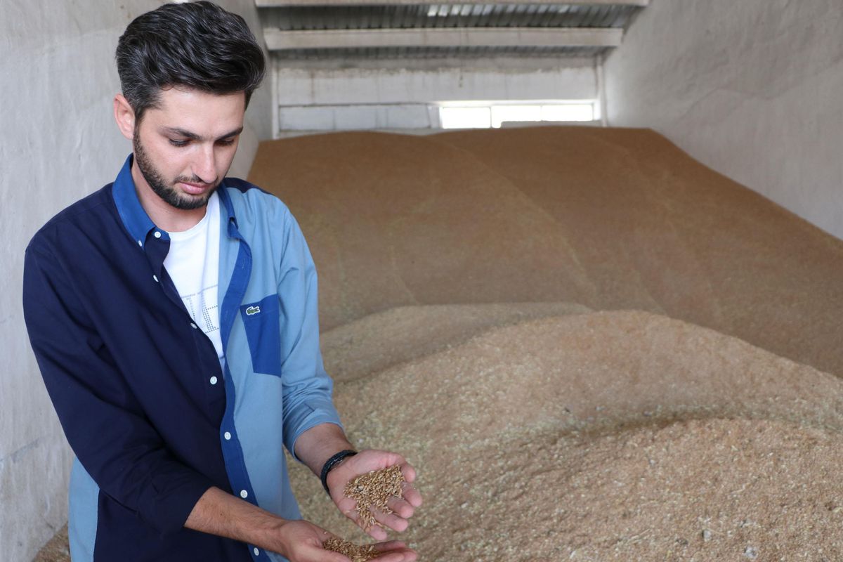 Havza'da hasatla buğday pazarında hareketlilik başladı