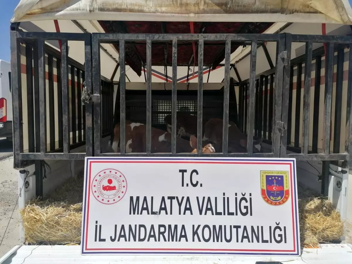 Hayvan hırsızları jandarmadan kaçamadı: 2 gözaltı