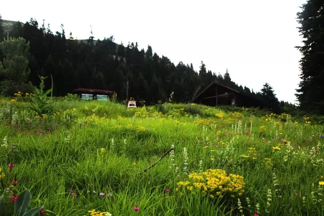 Ilgaz Dağı kışın kayakçıları, yazın serinlemek isteyen doğaseverleri ağırlıyor