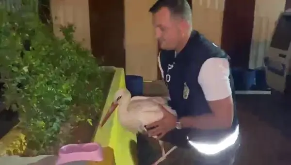 KANADINDAN YARALI LEYLEK TEDAVİYE ALINDI