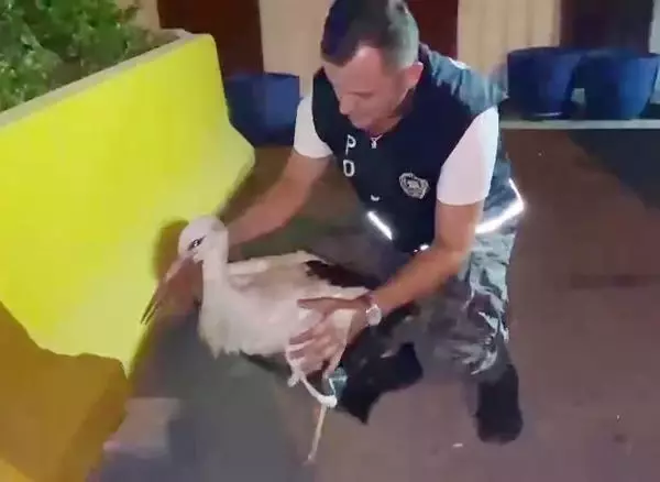 KANADINDAN YARALI LEYLEK TEDAVİYE ALINDI