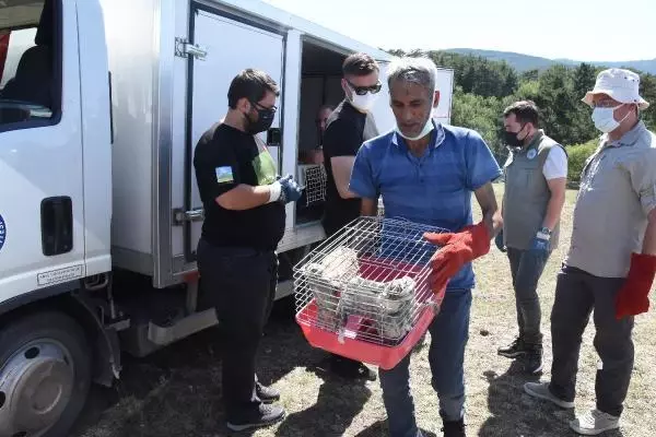 KARA AKBABALAR, EN ÇOK ZEHİRLENEREK ÖLÜYOR