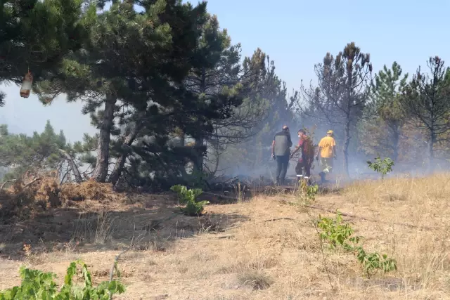 Son dakika... Ormanlık alanda çıkan yangın söndürüldü