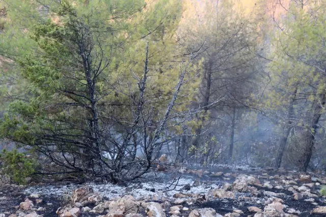 Son dakika haber | Orman yangını kontrol altına alındı