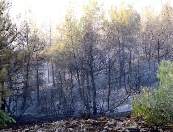 Kilis'te orman yangını (3)
