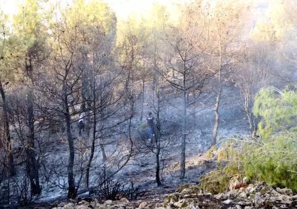 Kilis'te orman yangını (3)