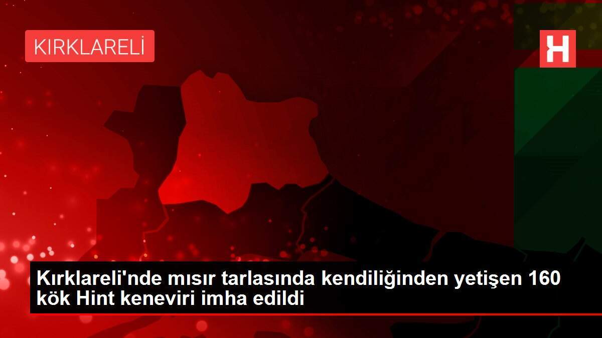 Kırklareli'nde mısır tarlasında kendiliğinden yetişen 160 kök Hint keneviri imha edildi